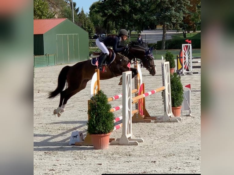 Cheval de sport hongrois Hongre 12 Ans Bai cerise in Mosonmagyaróvár