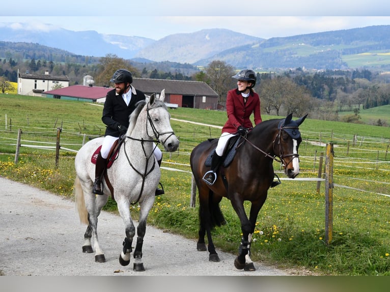 Cheval de sport hongrois Hongre 12 Ans Gris moucheté in Sonceboz