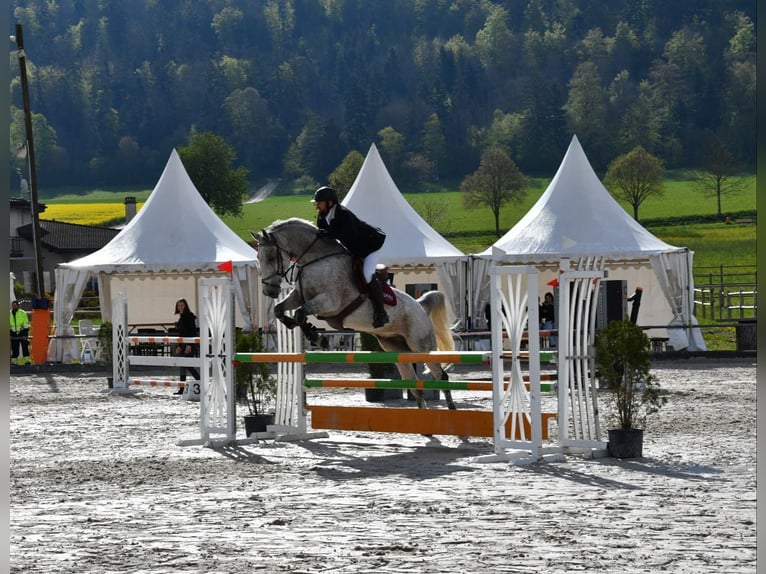 Cheval de sport hongrois Hongre 12 Ans Gris moucheté in Sonceboz