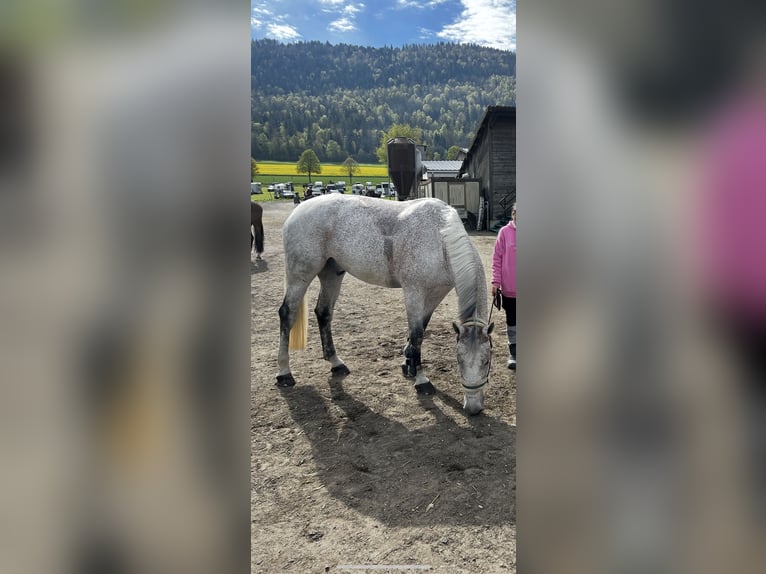 Cheval de sport hongrois Hongre 12 Ans Gris moucheté in Sonceboz