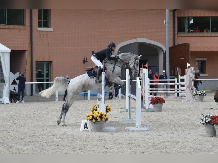 Cheval de sport hongrois Hongre 12 Ans Gris moucheté in Sonceboz