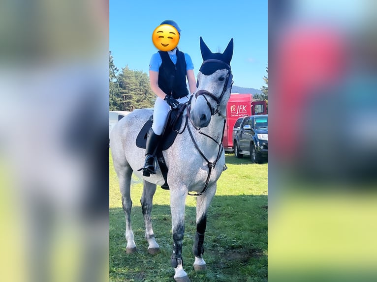 Cheval de sport hongrois Hongre 12 Ans Gris moucheté in Sonceboz