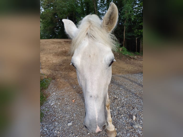 Cheval de sport hongrois Hongre 13 Ans 150 cm Gris in EDELSCHROTT