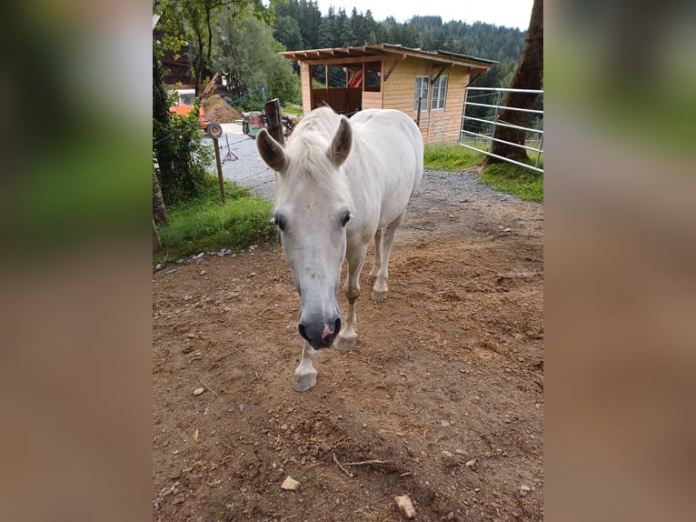 Cheval de sport hongrois Hongre 13 Ans 150 cm Gris in EDELSCHROTT