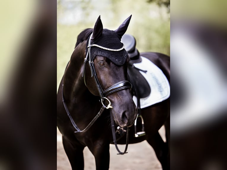 Cheval de sport hongrois Croisé Hongre 13 Ans 154 cm Noir in Neuching