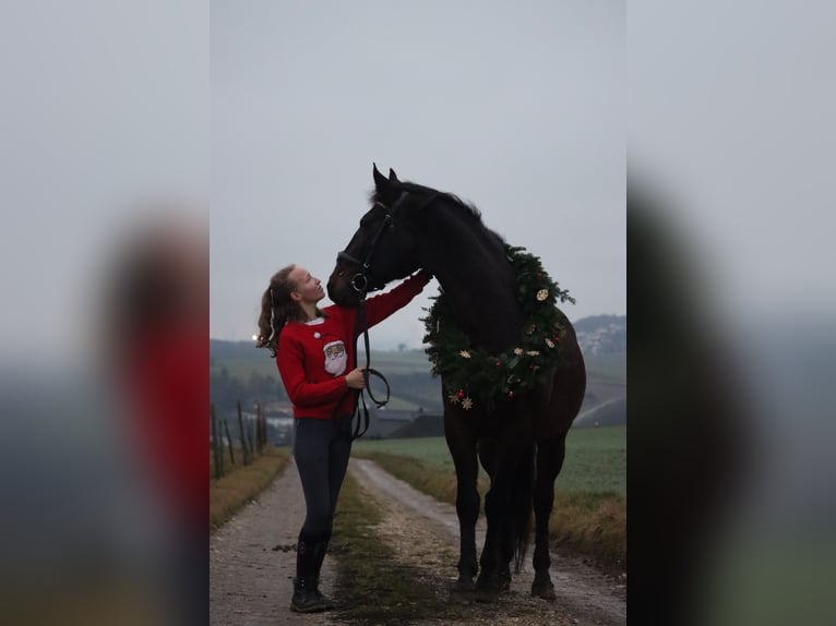 Cheval de sport hongrois Hongre 13 Ans 156 cm Bai brun in St. Georgen an der Gusen
