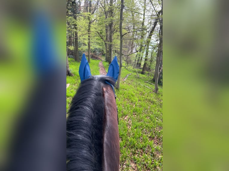 Cheval de sport hongrois Hongre 13 Ans 163 cm Bai in Vlotho