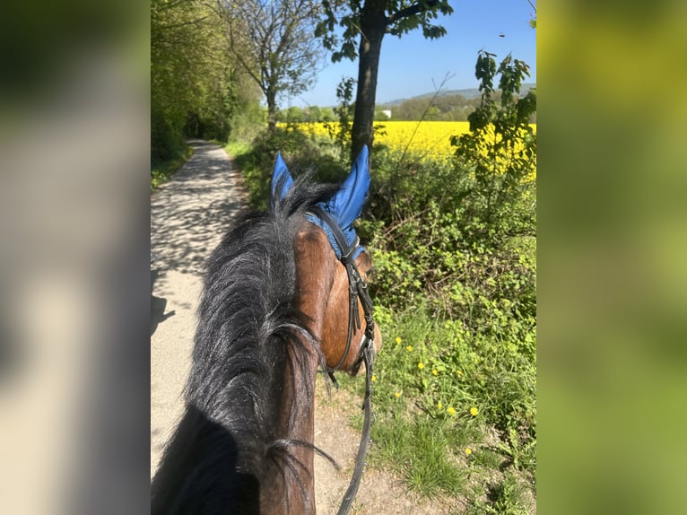 Cheval de sport hongrois Hongre 13 Ans 163 cm Bai in Vlotho