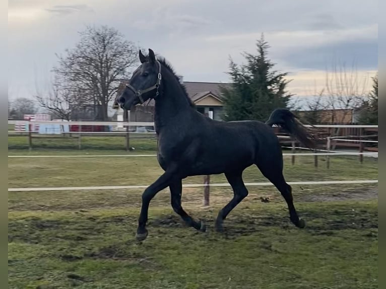 Cheval de sport hongrois Hongre 13 Ans 165 cm Gris in Tass