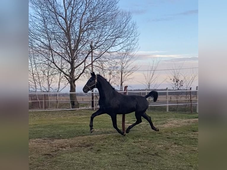 Cheval de sport hongrois Hongre 13 Ans 165 cm Gris in Tass