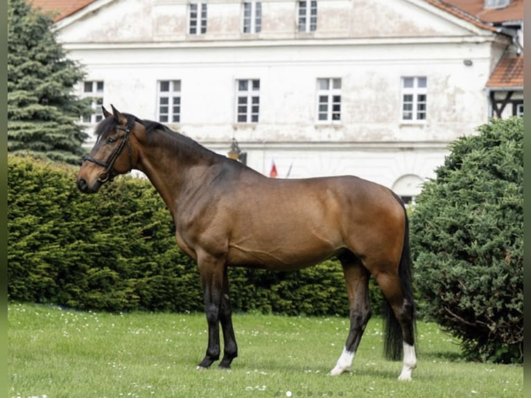 Cheval de sport hongrois Hongre 13 Ans 166 cm Bai cerise in Wałbrzych