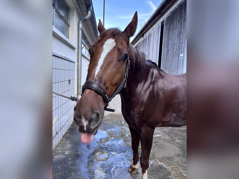 Cheval de sport hongrois Hongre 13 Ans 167 cm Alezan in Esslingen am Neckar