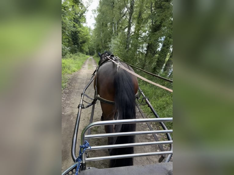 Cheval de sport hongrois Hongre 13 Ans 170 cm Bai in Meißenheim