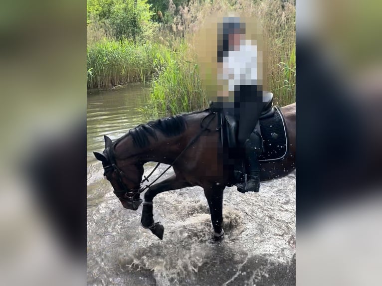 Cheval de sport hongrois Hongre 13 Ans 170 cm Bai in Meißenheim