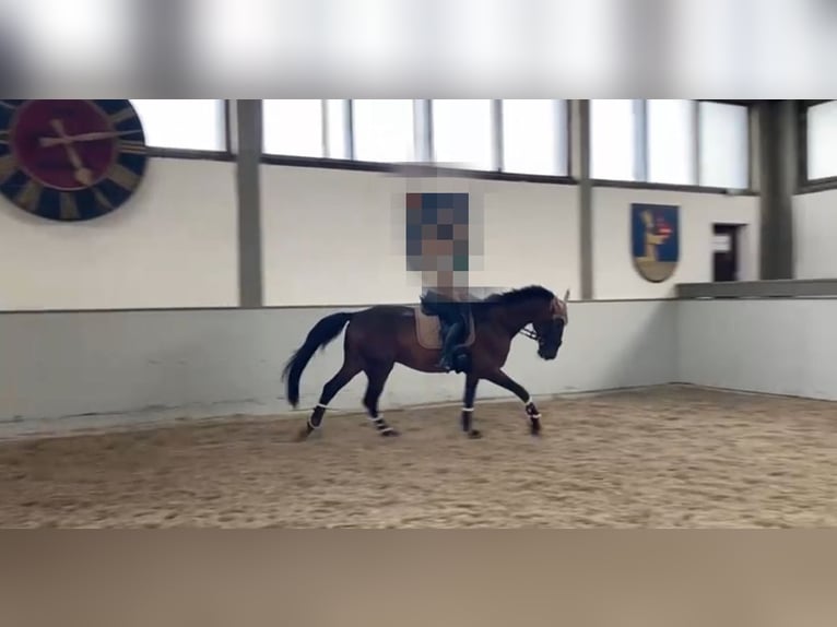 Cheval de sport hongrois Hongre 13 Ans 170 cm Bai in Meißenheim