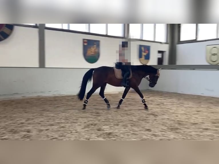 Cheval de sport hongrois Hongre 13 Ans 170 cm Bai in Meißenheim