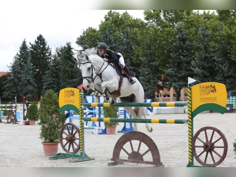 Cheval de sport hongrois Hongre 13 Ans 170 cm Gris in Neumarkt an der Raab