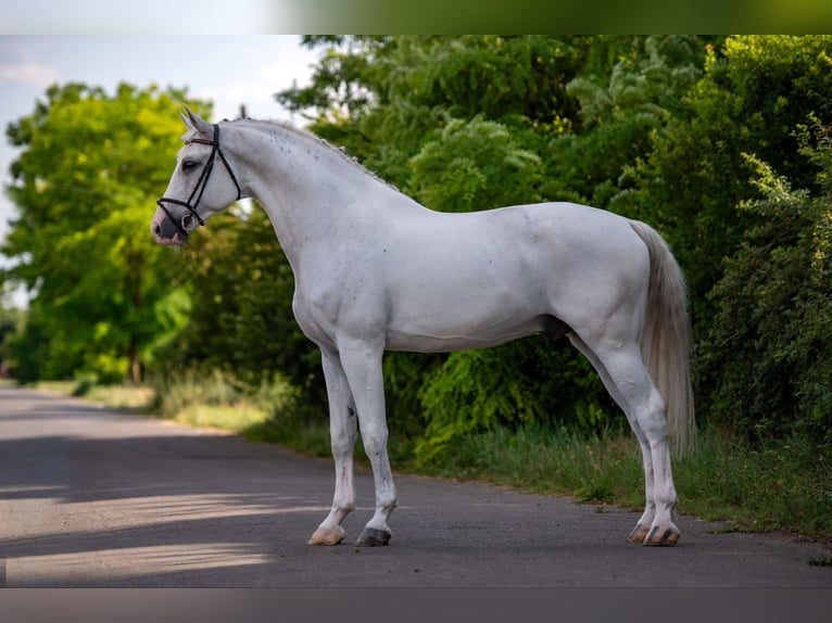 Cheval de sport hongrois Hongre 13 Ans 170 cm Gris in Neumarkt an der Raab