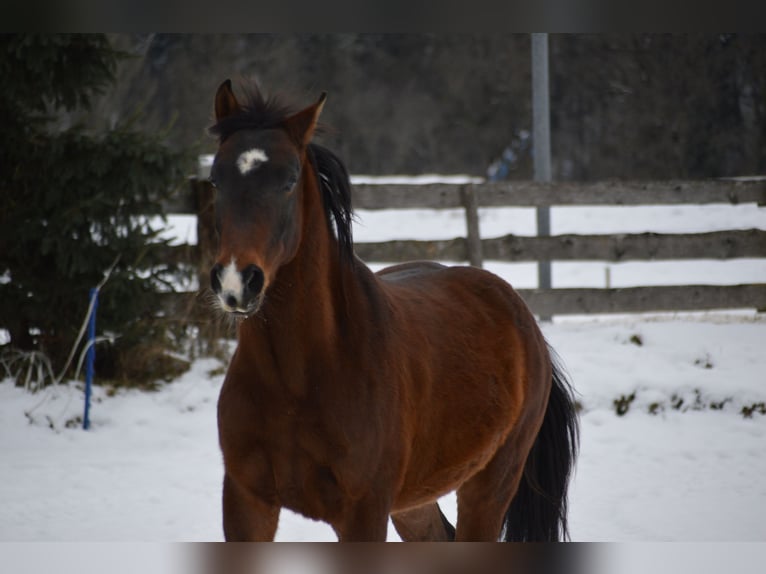 Cheval de sport hongrois Hongre 14 Ans 150 cm Bai in Schladming