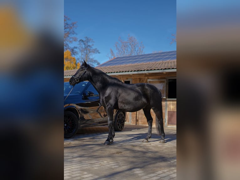 Cheval de sport hongrois Hongre 14 Ans 154 cm Noir in Neuching