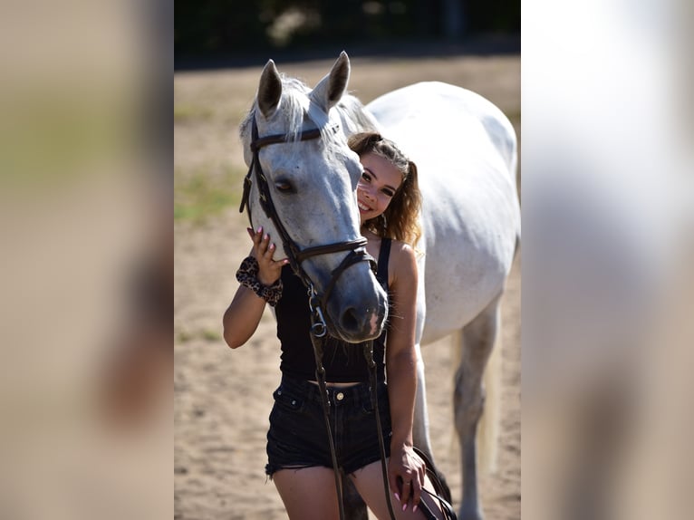 Cheval de sport hongrois Hongre 14 Ans 160 cm Gris in Sződ