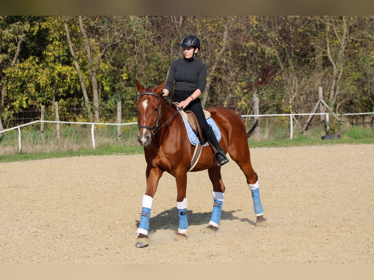 Cheval de sport hongrois Hongre 14 Ans 167 cm Bai cerise in Bőny