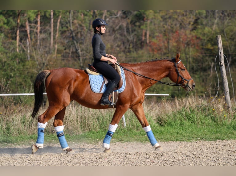 Cheval de sport hongrois Hongre 14 Ans 167 cm Bai cerise in Bőny