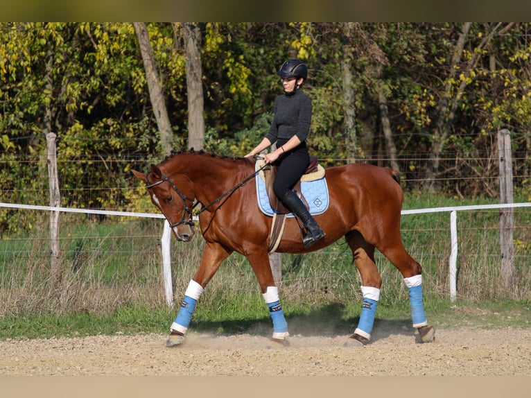 Cheval de sport hongrois Hongre 14 Ans 167 cm Bai cerise in Bőny