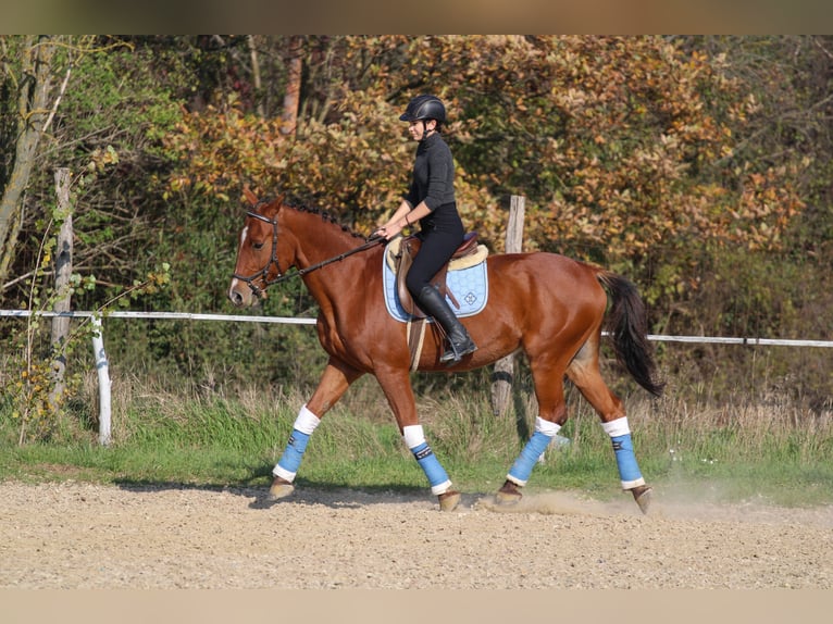 Cheval de sport hongrois Hongre 14 Ans 167 cm Bai cerise in Bőny