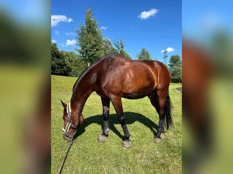 Cheval de sport hongrois Hongre 14 Ans 170 cm Bai in Amstetten