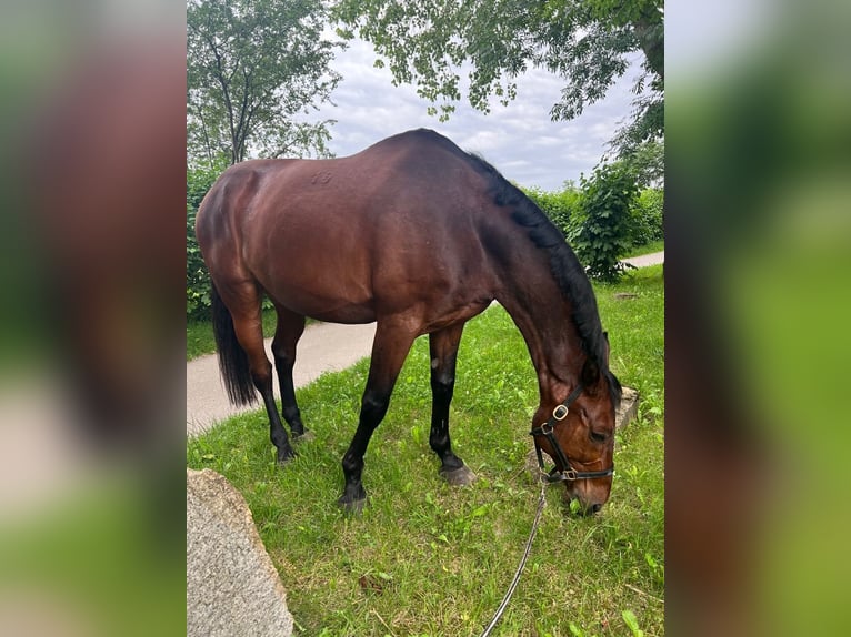 Cheval de sport hongrois Hongre 14 Ans 170 cm Bai in Amstetten