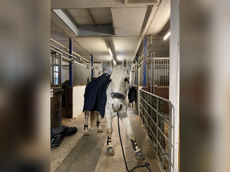 Cheval de sport hongrois Hongre 14 Ans Gris moucheté in Waldkraiburg