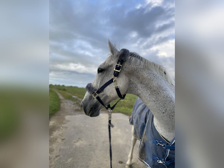 Cheval de sport hongrois Hongre 14 Ans Gris moucheté in Waldkraiburg