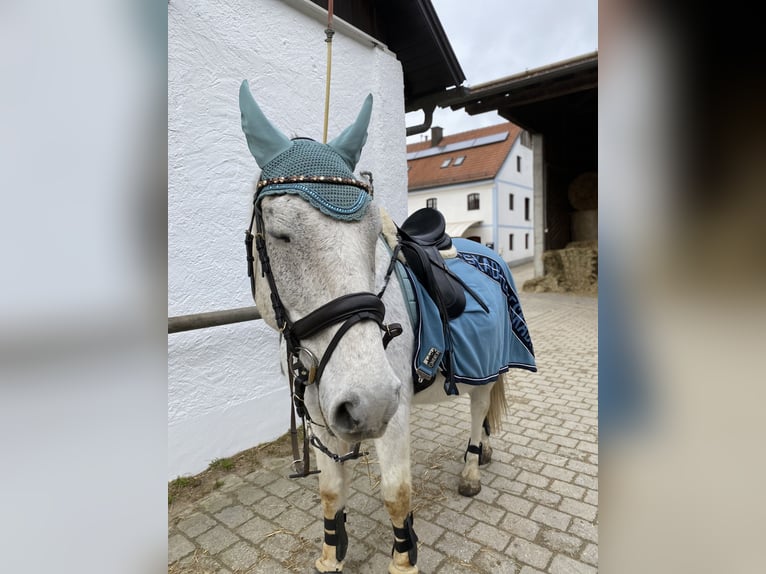 Cheval de sport hongrois Hongre 14 Ans Gris moucheté in Waldkraiburg