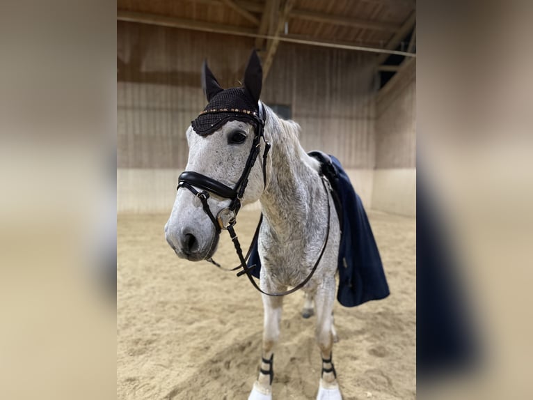 Cheval de sport hongrois Hongre 14 Ans Gris moucheté in Waldkraiburg