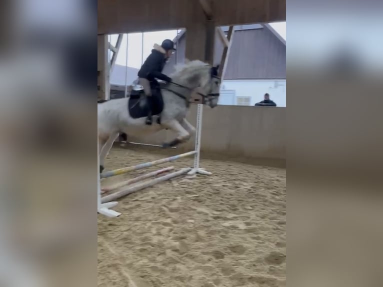 Cheval de sport hongrois Hongre 14 Ans Gris moucheté in Waldkraiburg