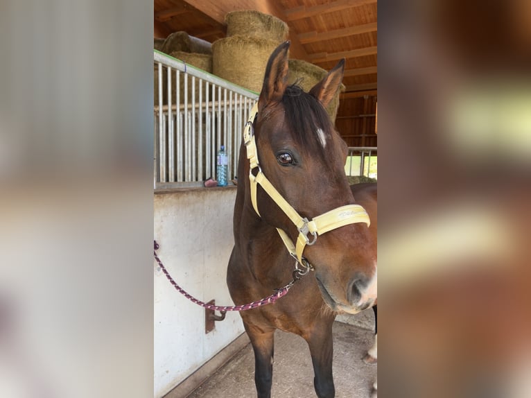 Cheval de sport hongrois Hongre 15 Ans 150 cm Bai in Schladming
