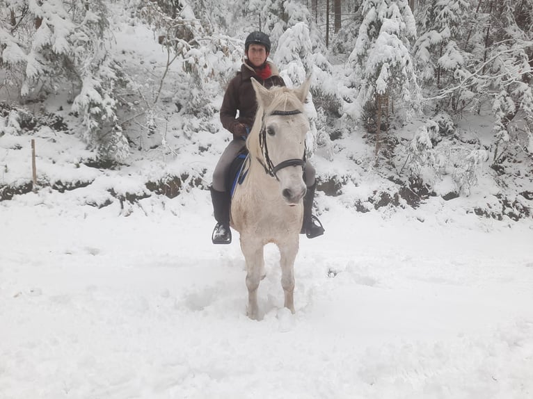 Cheval de sport hongrois Hongre 15 Ans 150 cm Gris pommelé in Edelschrott