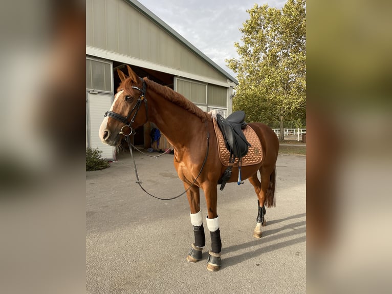 Cheval de sport hongrois Hongre 15 Ans 153 cm Alezan in Ebenfurth Cheval de sport hongrois Hongre 15 Ans 153 cm Alezan in Ebenfurth