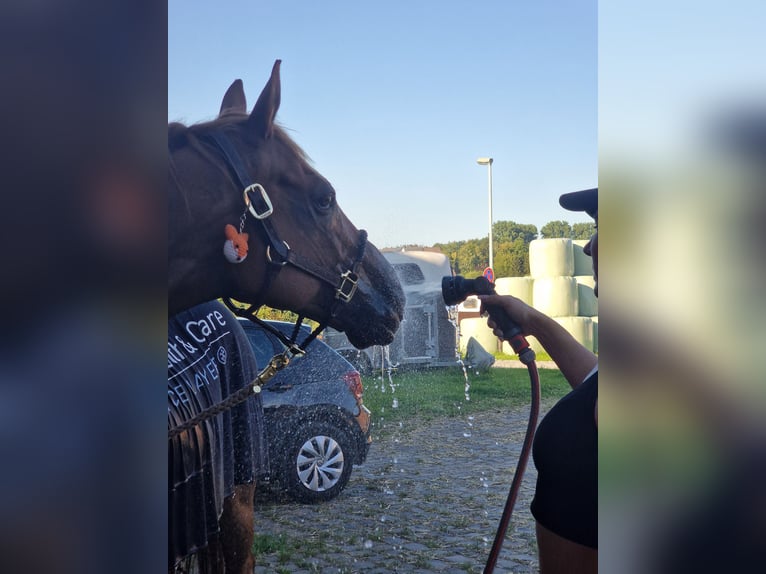 Cheval de sport hongrois Hongre 15 Ans 155 cm Alezan in Leverkusen