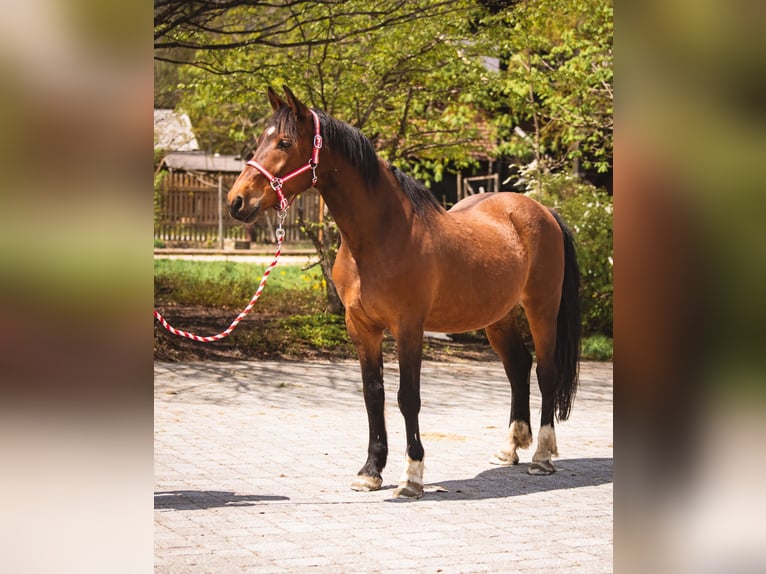 Cheval de sport hongrois Hongre 15 Ans 160 cm Bai in Reutte