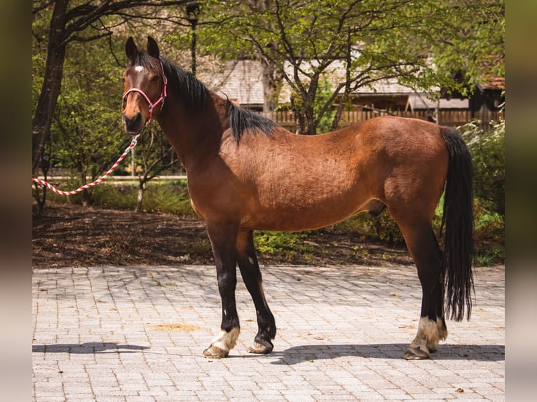 Cheval de sport hongrois Hongre 15 Ans 160 cm Bai in Reutte