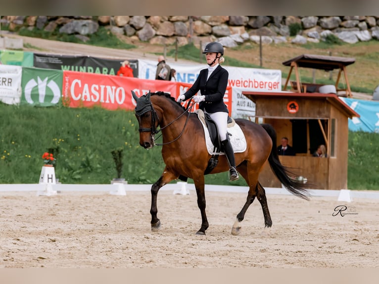 Cheval de sport hongrois Hongre 15 Ans 161 cm Bai in Kumberg