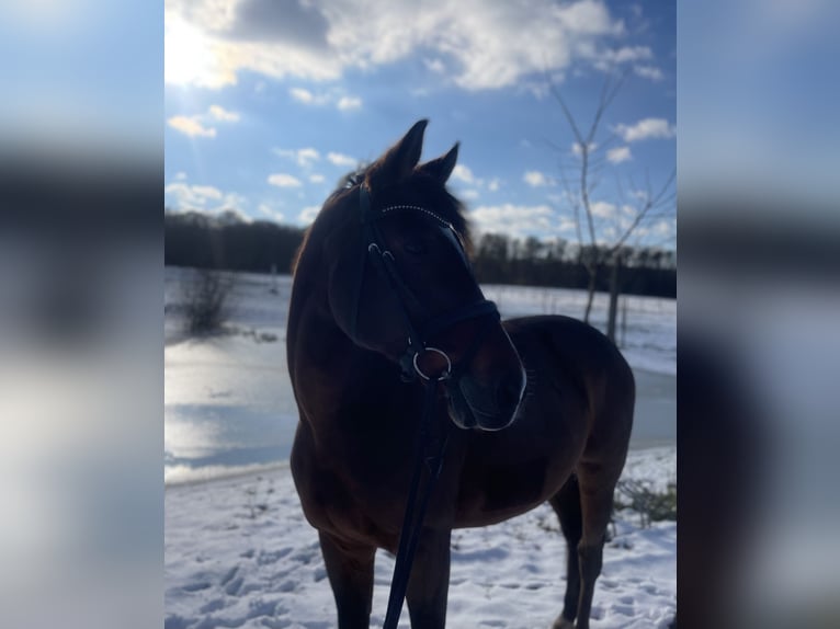 Cheval de sport hongrois Hongre 15 Ans 164 cm Bai in Unterpetersdorf