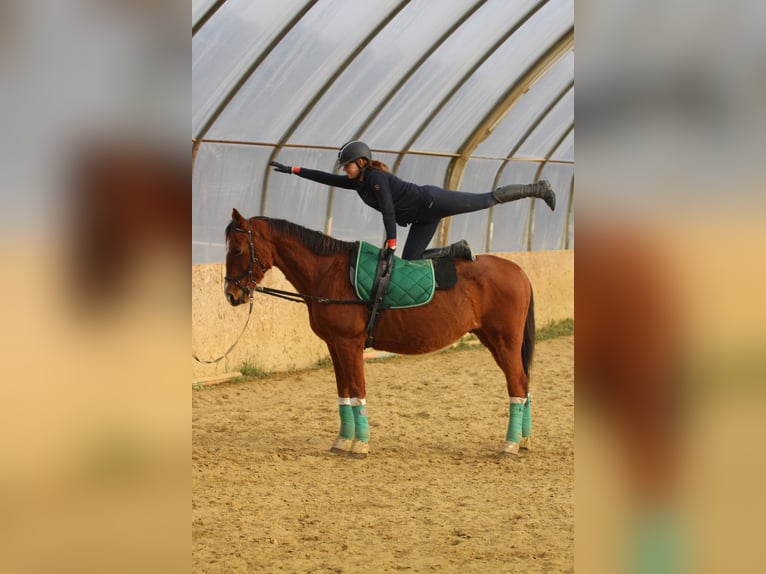 Cheval de sport hongrois Hongre 15 Ans 167 cm Bai cerise in Bőny