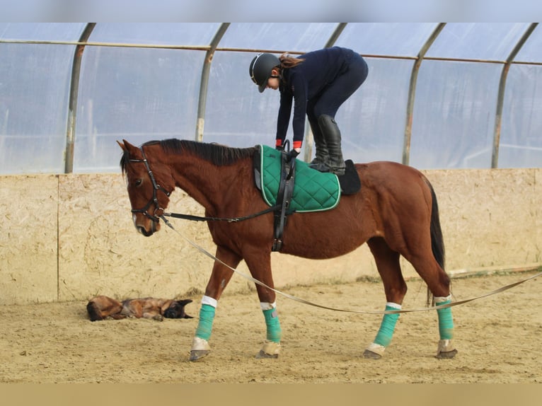 Cheval de sport hongrois Hongre 15 Ans 167 cm Bai cerise in Bőny