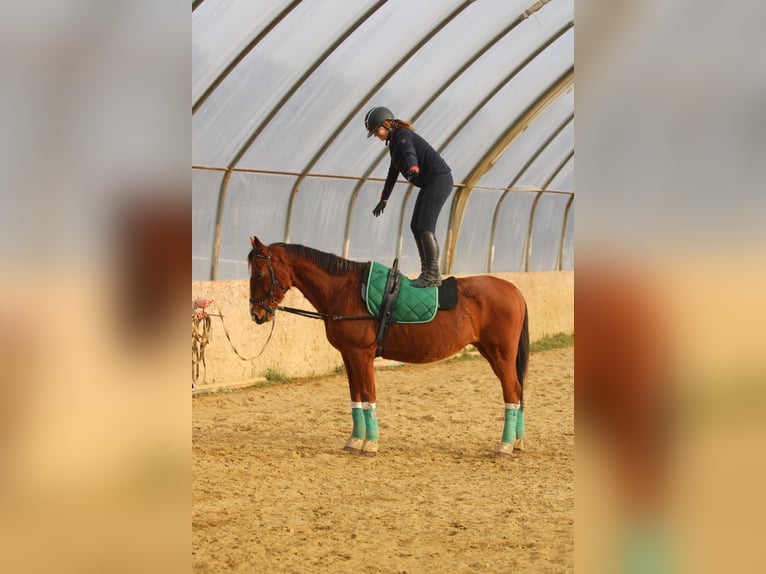 Cheval de sport hongrois Hongre 15 Ans 167 cm Bai cerise in Bőny