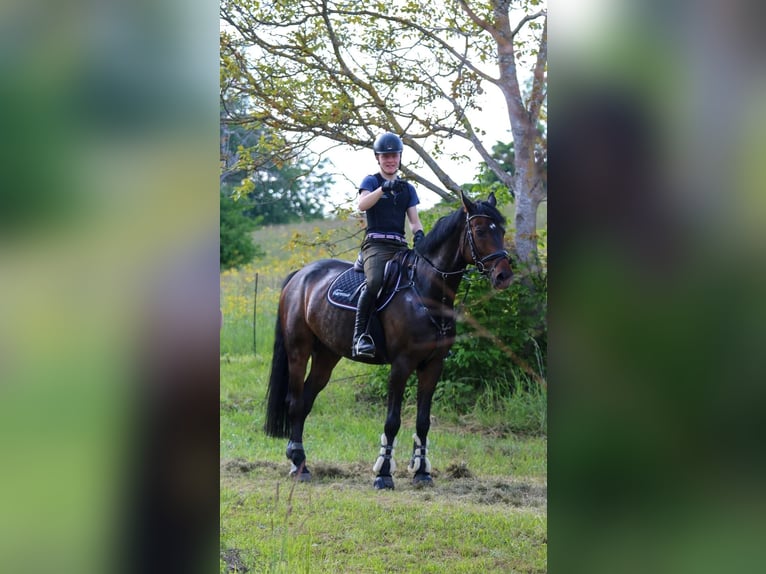 Cheval de sport hongrois Hongre 15 Ans 168 cm Bai brun in Sankt Johann