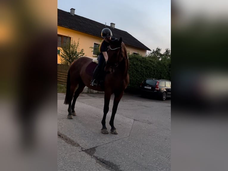 Cheval de sport hongrois Hongre 15 Ans 170 cm Bai in Amstetten