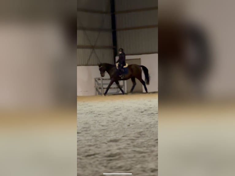 Cheval de sport hongrois Hongre 15 Ans 170 cm Bai in Amstetten